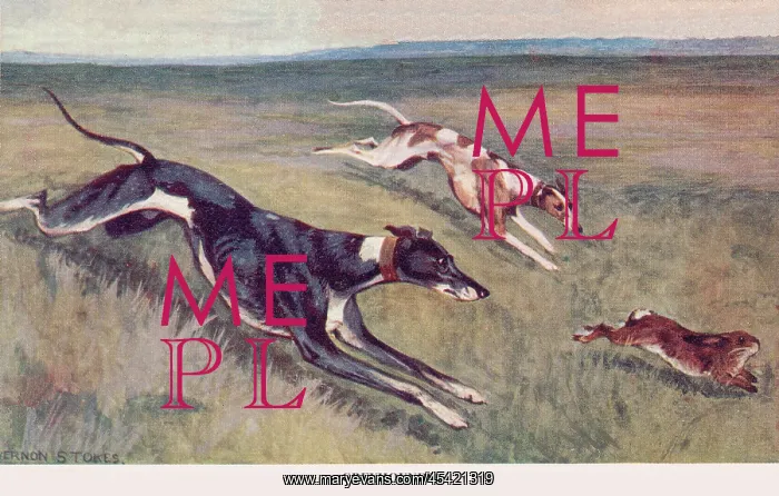 : Greyhounds : Greyhounds