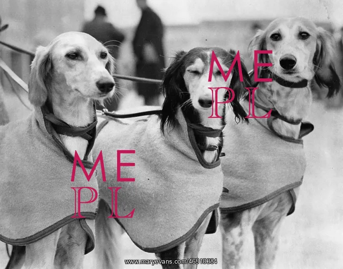 : Three greyhounds : Three greyhounds