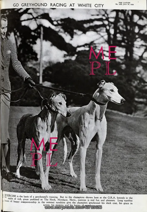: Greyhounds : Greyhounds