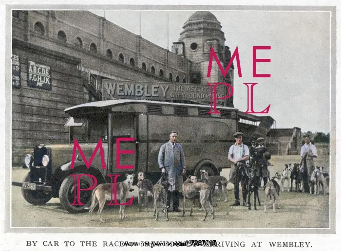 : Greyhounds arriving at Wembley by car : Greyhounds arriving at Wembley by car