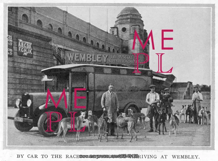 : Greyhounds arriving at Wembley by car : Greyhounds arriving at Wembley by car