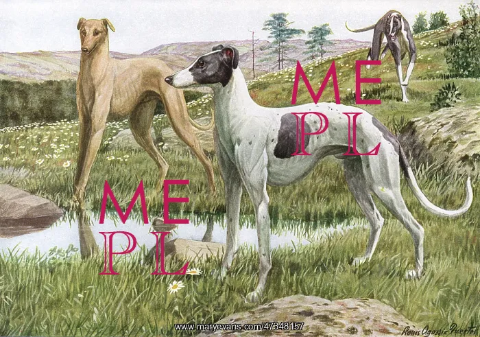 : GREYHOUNDS IN COUNTRY : GREYHOUNDS IN COUNTRY