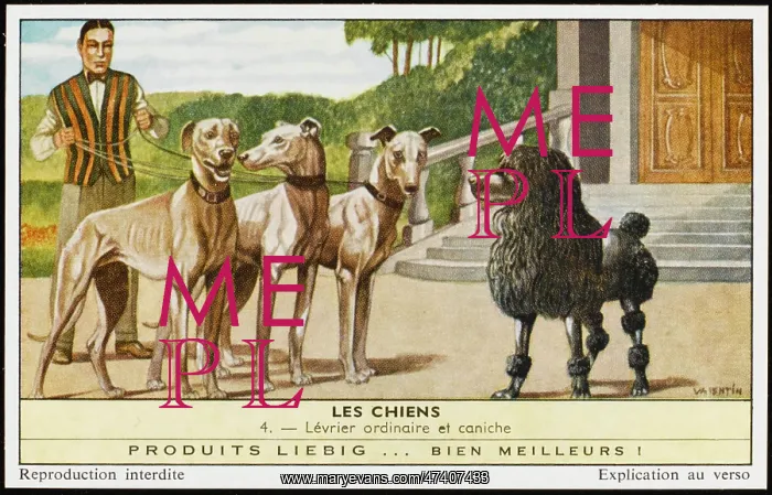  : GREYHOUNDS AND POODLE