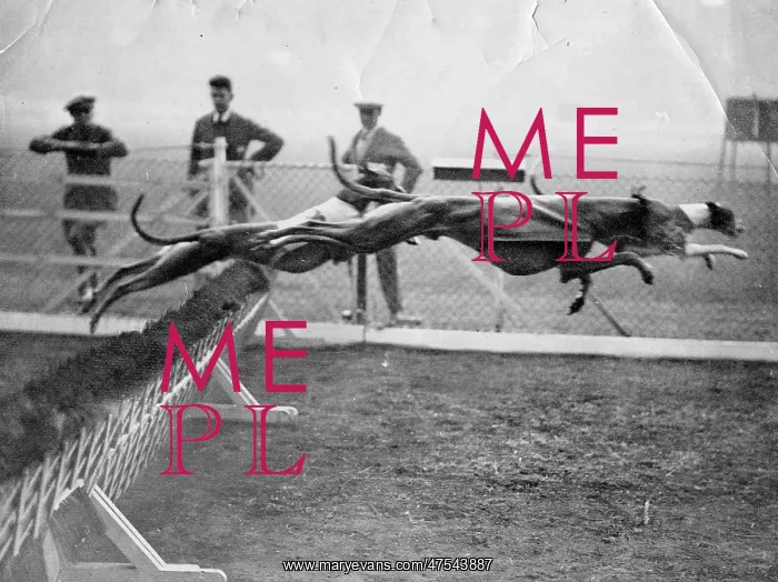 : Greyhounds racing : Greyhounds racing