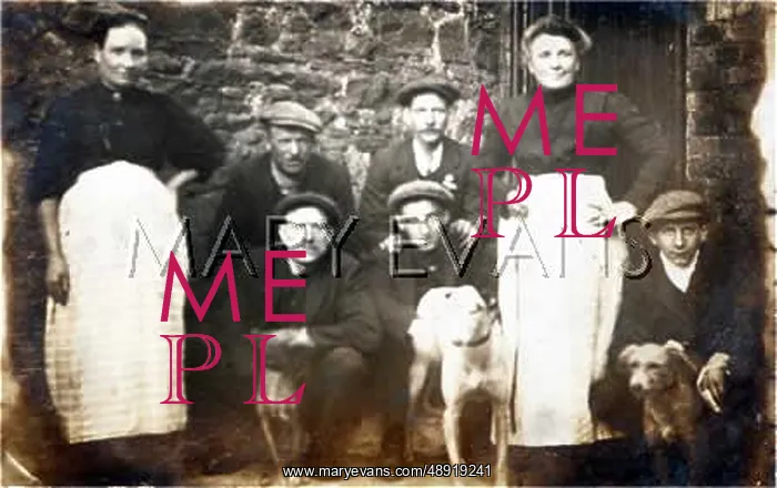  : GREYHOUNDS AND WHIPPETS