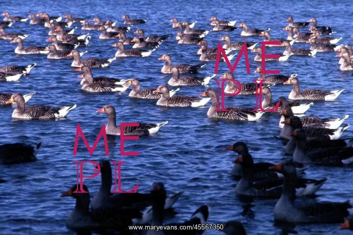 : Greylag geese on a lake : Greylag geese on a lake