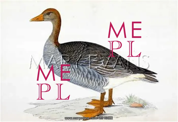 : GREYLAG GOOSE : GREYLAG GOOSE