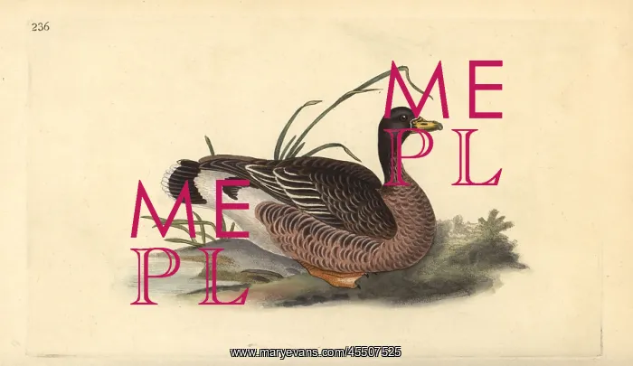 : Greylag goose, Anser anser : Greylag goose, Anser anser