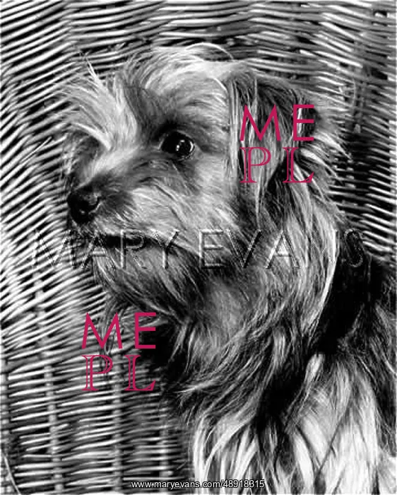  : Griffon Bruxellois dog