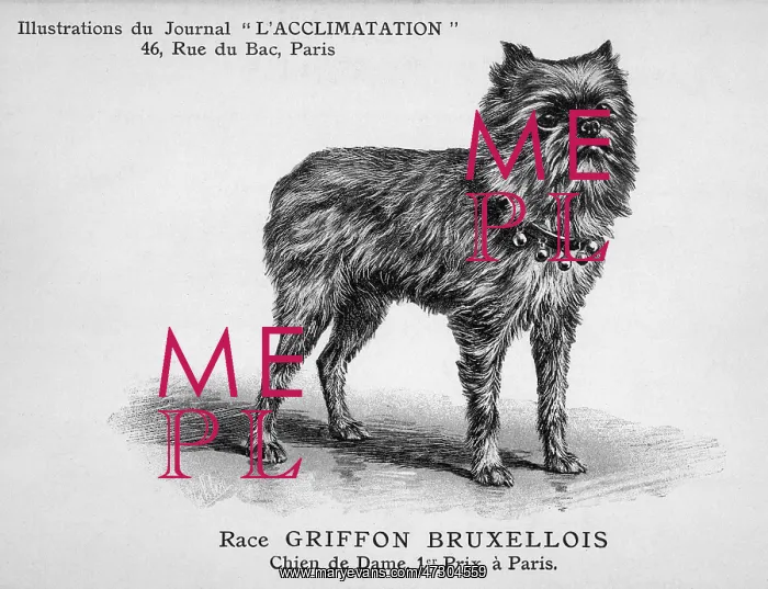  : Griffon Dog
