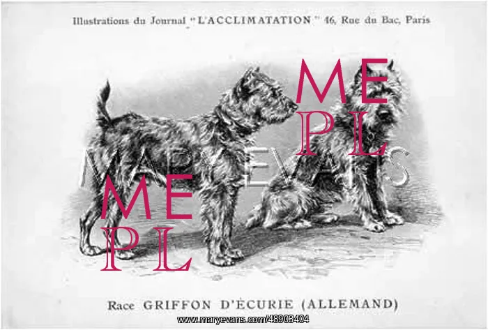 : Griffon Dog : Griffon Dog