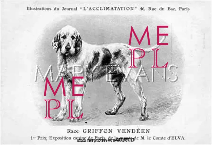 : Griffon Dog : Griffon Dog
