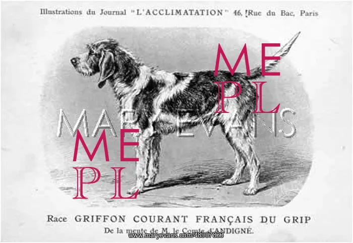 : Griffon Du Grip Dog : Griffon Du Grip Dog