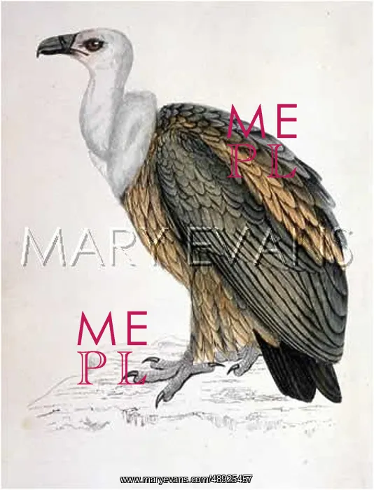  : GRIFFON VULTURE