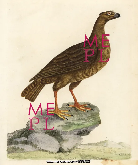 : Griffon vulture, Gyps fulvus : Griffon vulture, Gyps fulvus