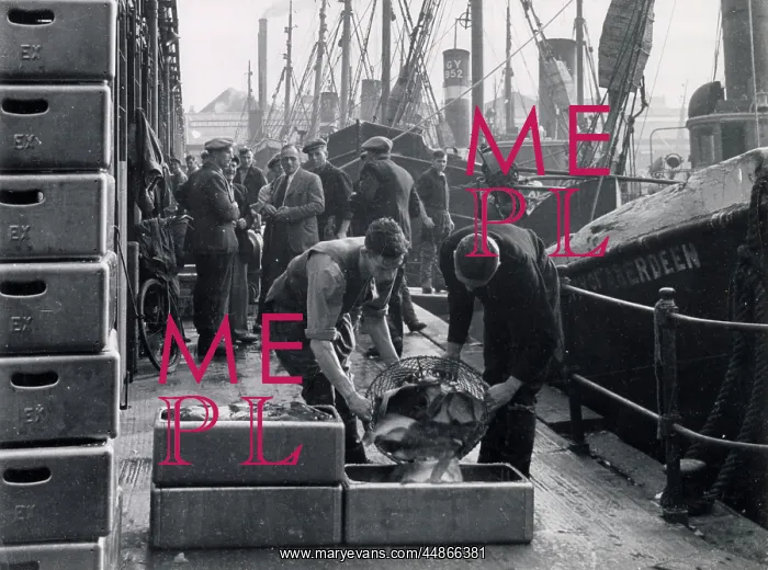 : GRIMSBY FISH PACKERS : GRIMSBY FISH PACKERS