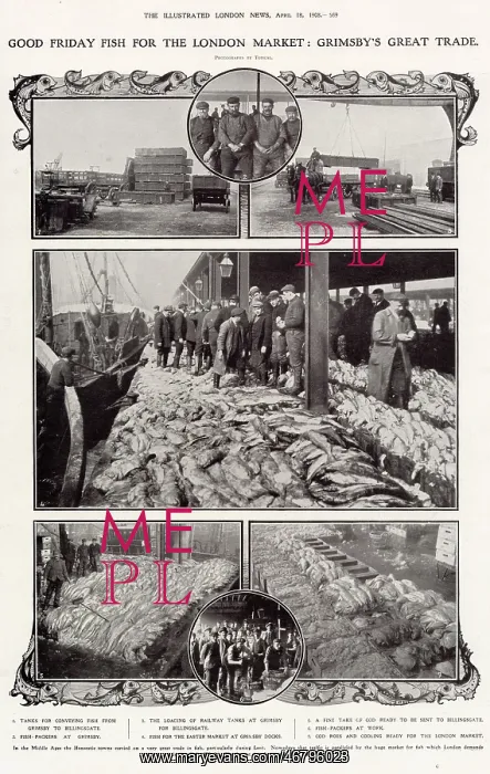 : Grimsby Supplying Cod for Billingsgate 1908 : Grimsby Supplying Cod for Billingsgate 1908