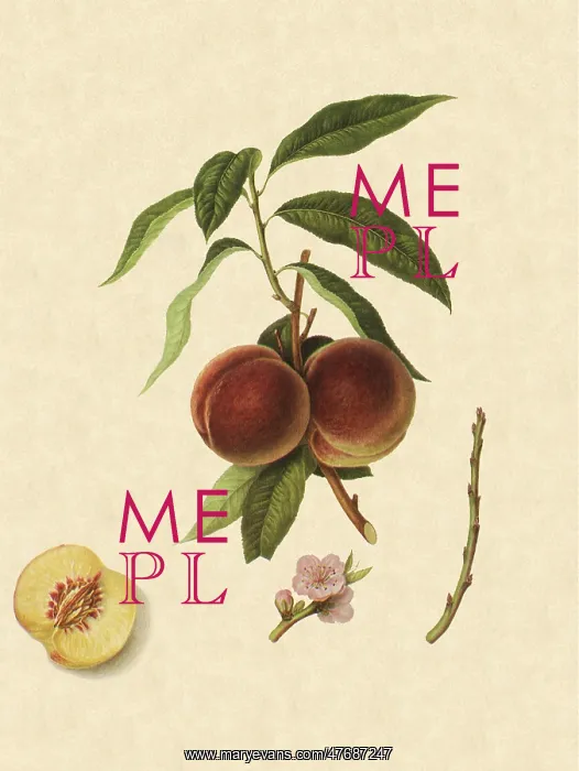 : Grimwood's Royal George Peaches : Grimwood's Royal George Peaches
