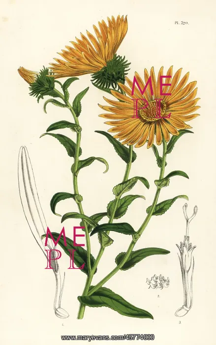 : Grindelia grandiflora : Grindelia grandiflora