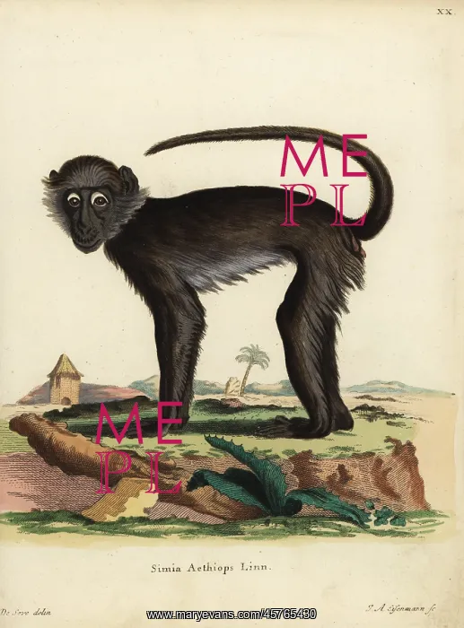 : Grivet monkey, Chlorocebus aethiops : Grivet monkey, Chlorocebus aethiops