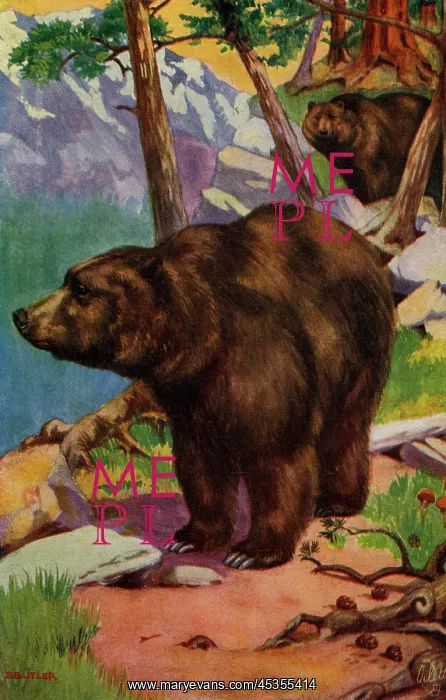 : Grizzly bear : Grizzly bear