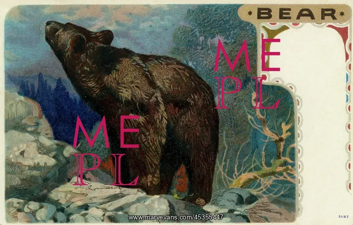 : Grizzly bear : Grizzly bear