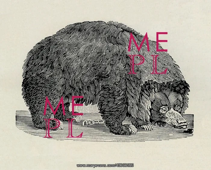  : Grizzly bear