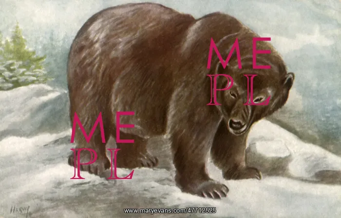  : Grizzly Bear
