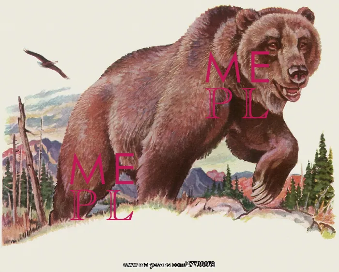  : Grizzly Bear