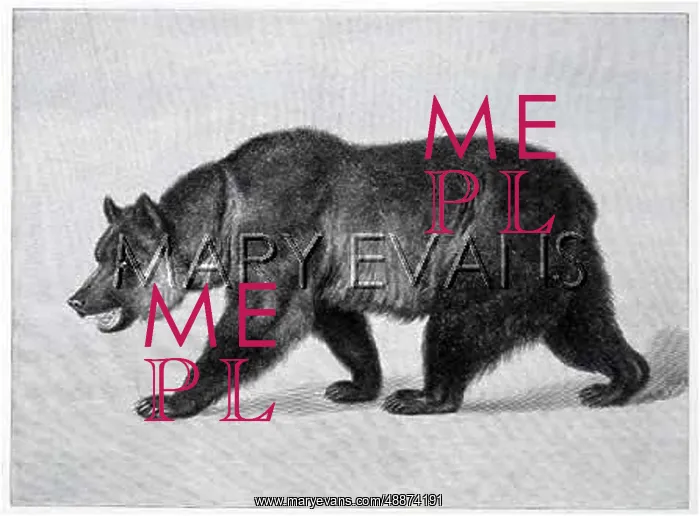 : GRIZZLY BEAR : GRIZZLY BEAR
