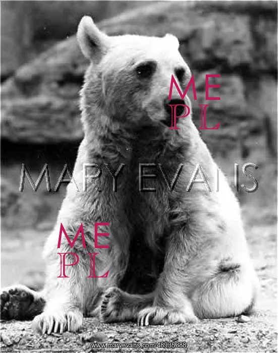  : GRIZZLY BEAR