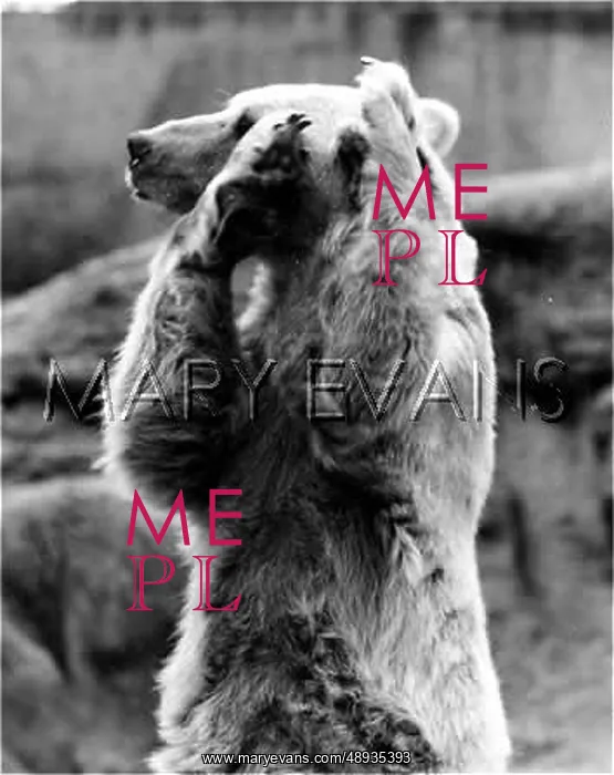 : GRIZZLY BEAR : GRIZZLY BEAR