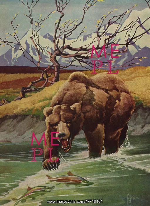  : Grizzly Bear Fishing