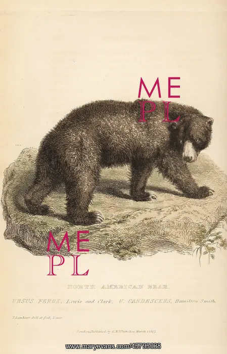 : Grizzly bear, Ursus arctos. Endangered : Grizzly bear, Ursus arctos. Endangered