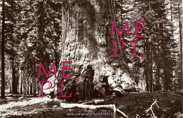 : Grizzly giant, giant sequoia tree, California, Galen Clark : Grizzly giant, giant sequoia tree, California, Galen Clark