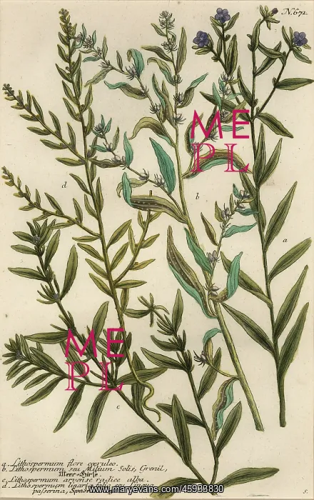 : Gromwell varieties, Lithospermum species : Gromwell varieties, Lithospermum species