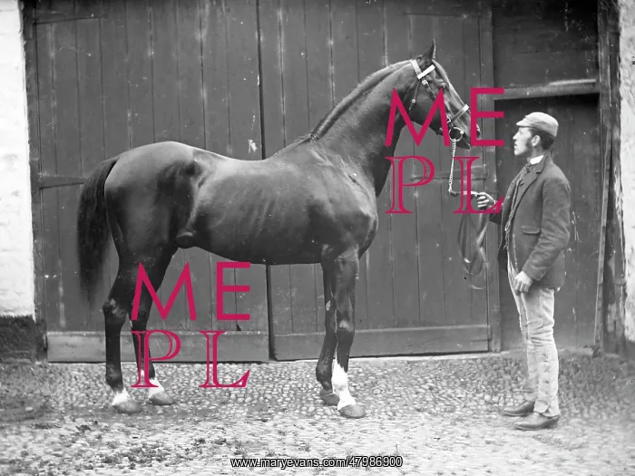 : Groom with stallion, Mid Wales : Groom with stallion, Mid Wales
