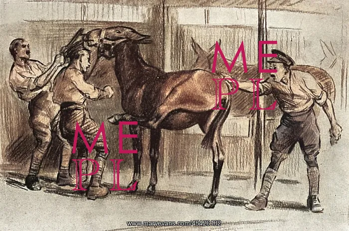 : Grooming a mule, WW1 : Grooming a mule, WW1