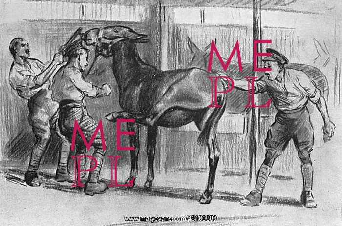 : Grooming a mule, WW1 : Grooming a mule, WW1