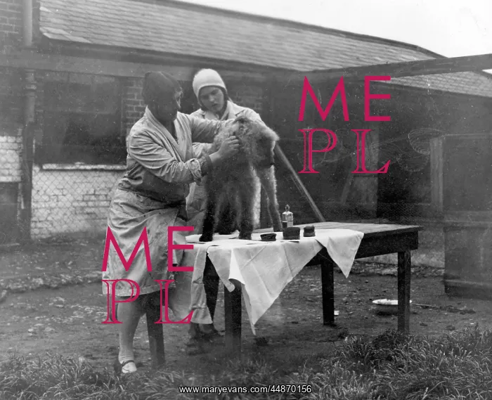 : GROOMING A TERRIER : GROOMING A TERRIER