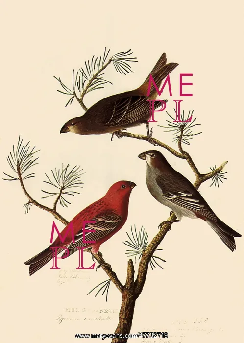  : Grosbeaks