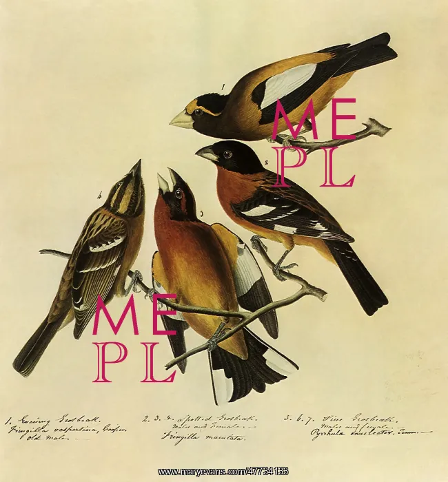  : Four Grosbeaks