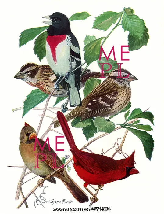  : Grossbeaks, Cardinals