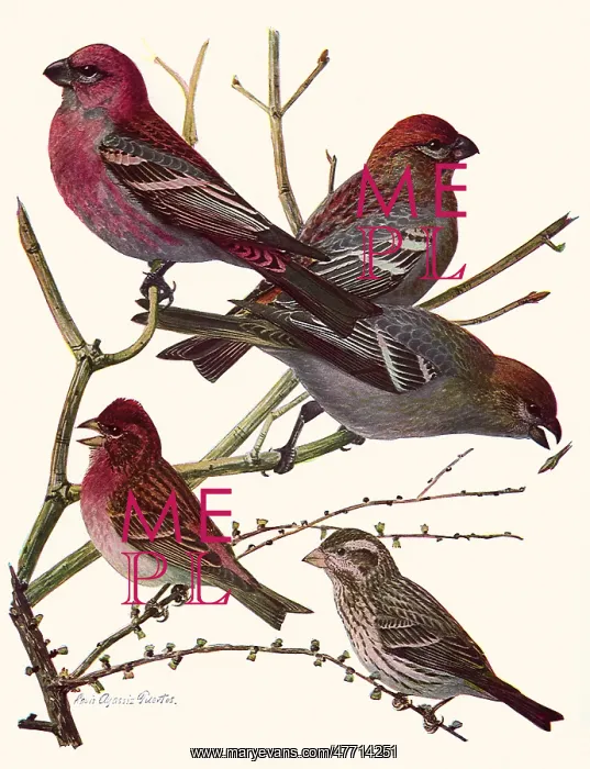  : Grossbeaks, Finches
