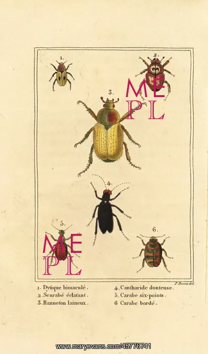: Ground beetle, scarab and cockchafer : Ground beetle, scarab and cockchafer