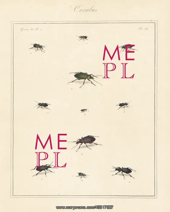 : Ground beetles : Ground beetles