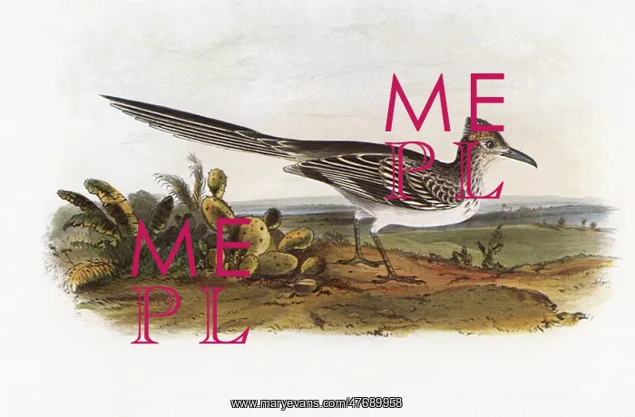  : Ground Cuckoo