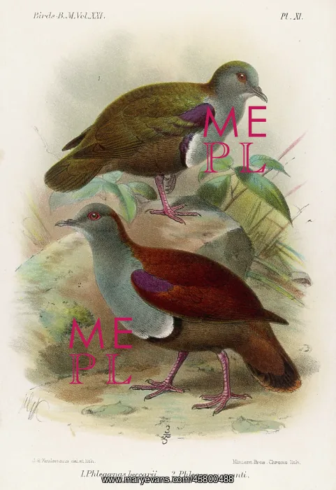 : GROUND DOVES / BIRDS : GROUND DOVES / BIRDS