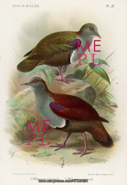 : GROUND DOVES / BIRDS : GROUND DOVES / BIRDS