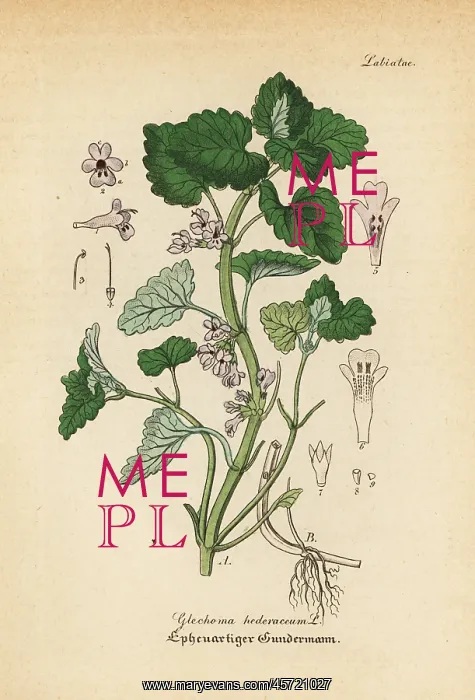 : Ground-ivy, Glechoma hederacea : Ground-ivy, Glechoma hederacea